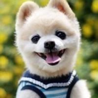 动物周记的图片微信头像图片大全