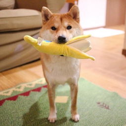 最喜欢的食物是吐司呆萌柴犬daifuku吃货日记