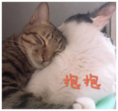 来看看猫咪常见疾病的症状,猫不能说话,只能多观察呀中篇