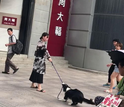 女主人想去买首饰,结果狗狗拉着不让去,网友估计男主人交代过