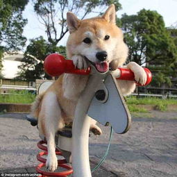 柴犬荡秋千萌翻伸着舌头笑容灿烂