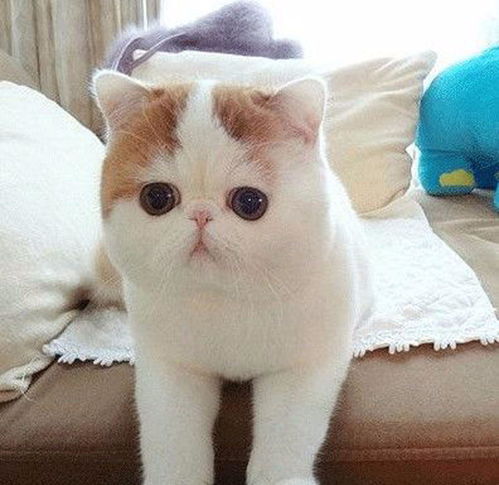 猫咪总是软便怎么回事