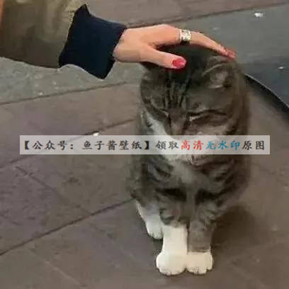 超可爱口罩牛仔情头和摸摸头情头情侣头像
