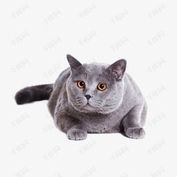 英国短毛猫素材图片免费下载高清png千库网图片编号6821504