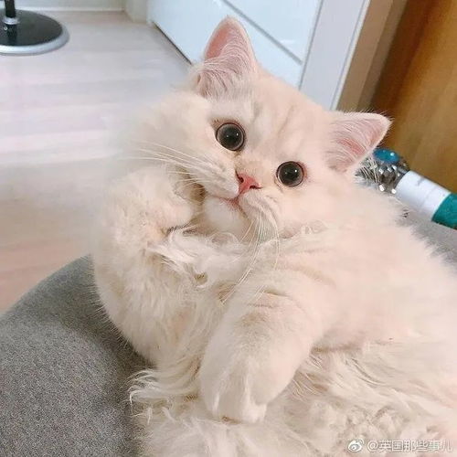 萌宠头像可爱猫咪,在线卖萌