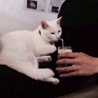 猫控男生头像动漫微信头像图片大全