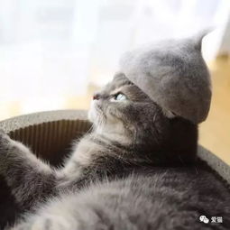 想养猫的人必看,这13条你都准备好了吗