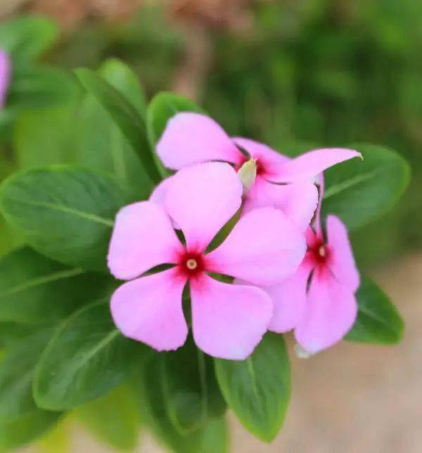 长春花