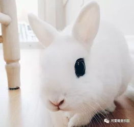 一起来感受一下,别人家的萌兔兔