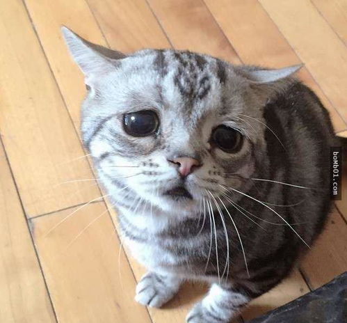 拥有全世界最忧伤表情的小猫,它可怜的模样真的会让人看到好揪心