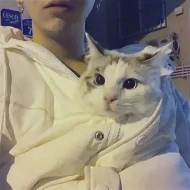抱着猫猫的男生头像