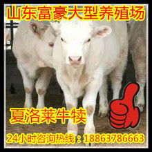河南肉牛养殖图片