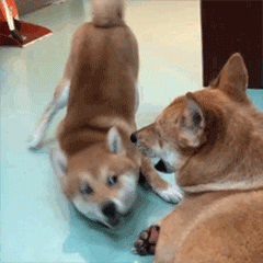 柴犬齐天动图篇表情包
