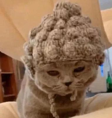 奶奶给猫织了一顶帽子,给猫带上后,女朋友却忍不住想要跪拜