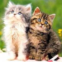 情侣小猫头像图片大全可爱萌小猫情侣头像一左一右