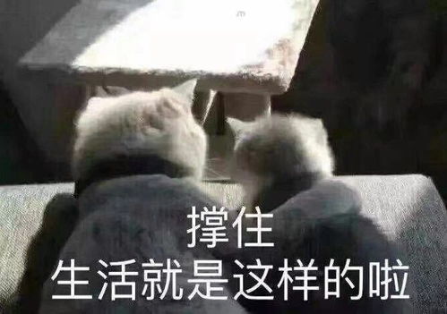 可爱沙雕句,不笑算我输