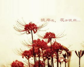 求图上带有彼岸花的古风图男女随意就是要有彼岸花