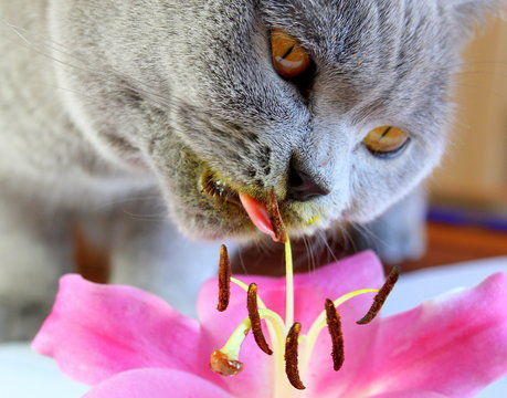 点击来源直接获取大图文件灰色的苏格兰猫有趣的猫在吃花粉色的大花百合摄影搞笑猫猫高清大图