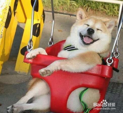 网络热狗它就是原型,最开心追灿烂的热狗