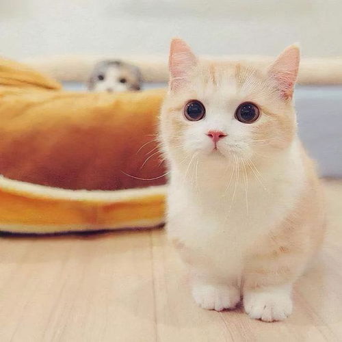 你养什么猫,跟你的性格有关,很准