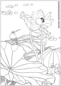 荷花线描荷花白描荷花素描图片