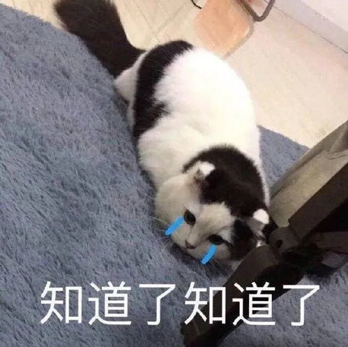 表情包动图丨表情包可爱沙雕0625期