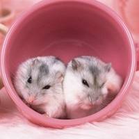 仓鼠头像超萌高清图片大全