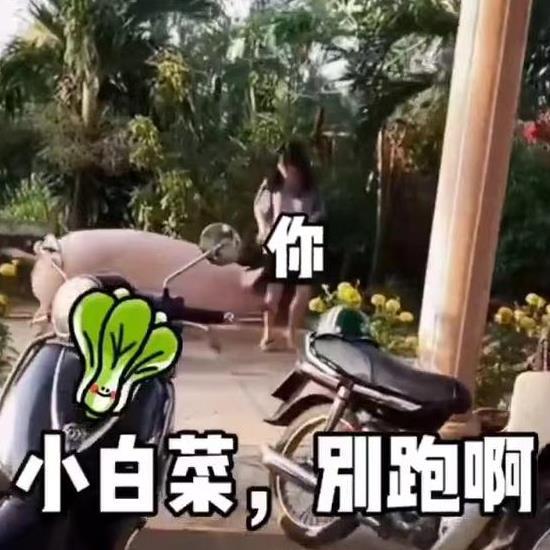 女子回老家被猪追赶,网友好白菜都被猪拱了
