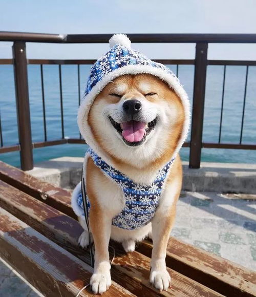 日本柴犬的微笑为什么那么甜