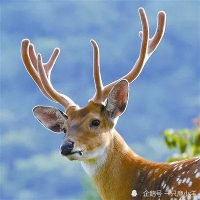 梅花鹿天生自愈系