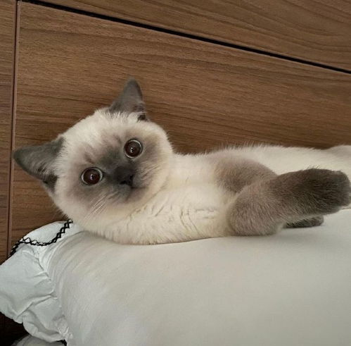 可爱的猫咪都是别人家的,自家的猫咪,不仅憨憨的还有点傻