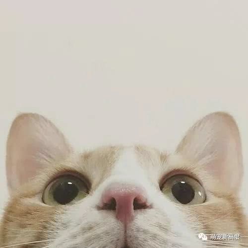 萌宠猫咪,可爱图片大全