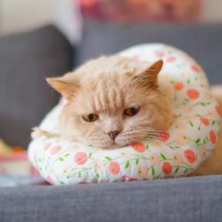 可爱猫咪超萌头像,基本每天都会分享小猫的头像