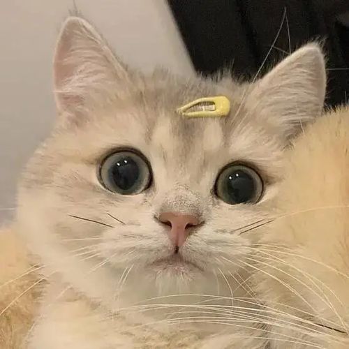 官宣文案心动是我送你的第一份礼物腾讯新闻
