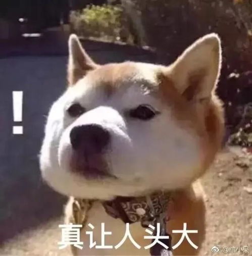 沙雕又可爱的表情包,你不点进来看看,都对不起你可爱的亚子
