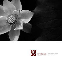 荷花素描