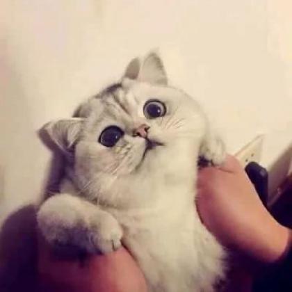 可爱猫咪情侣头像一对,又萌又搞笑的小猫