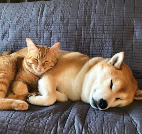 柴犬怀孕多久就会生,柴犬犬舍哪家好,柴犬哪里买好,柴犬宠物课堂