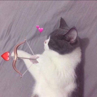 猫咪情头一对两张可爱打架2020猫咪情侣头像一左一右高清