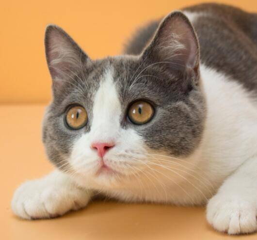 有些事是养了猫之后才知道的