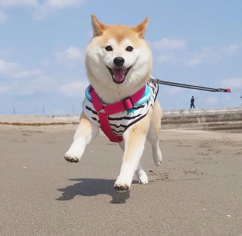 头像柴犬萌宠就是治愈你呀