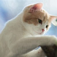 卡通小猫图片大全,可当微信头微信头像图片大全