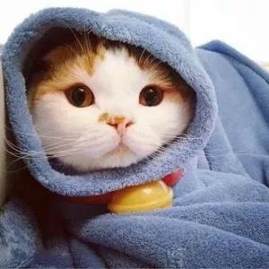 主人回家看到猫咪用鱼雷般的姿势趴着思考喵生,这是有多生无可恋