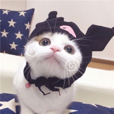 超萌猫咪情头一对两张做你的喵星人