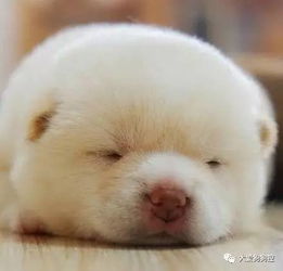 谁家的糯米团子掉地上啦这些小柴犬萌爆了...