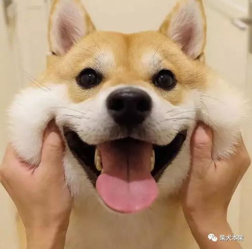 求求你们,养狗不要养柴犬因为...