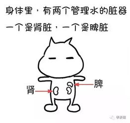 湿气是怎样形成的,一图秒懂漫画版