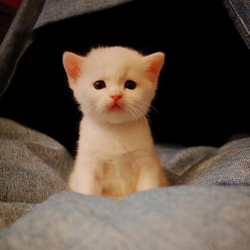 在古代养只猫有多难可不是你几个猫罐头就可以的