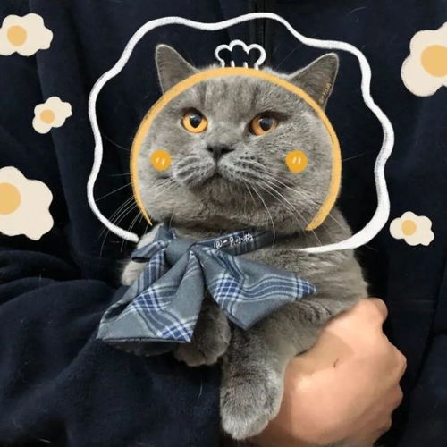 情头一定要一起养只宠物呀