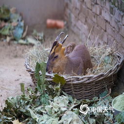 萌萌哒北京动物园里动物取暖姿势组别样表情包
